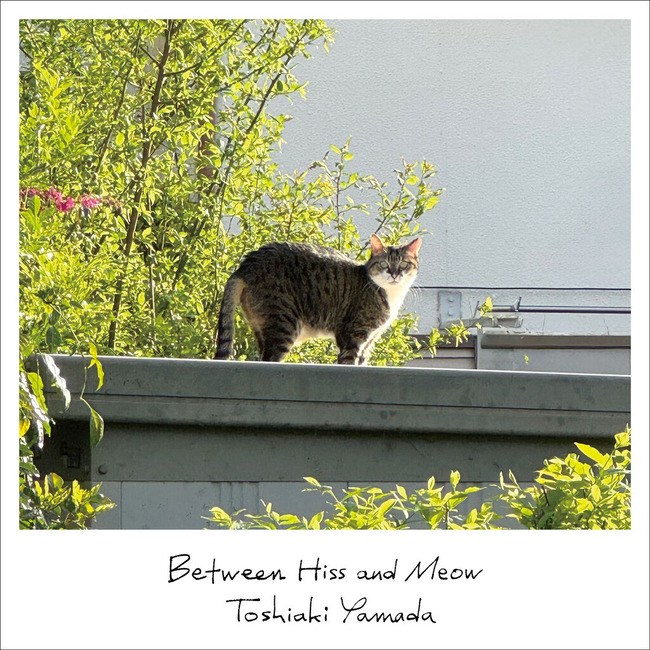 C1_between hiss and meow