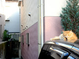 parkingcat070620