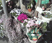 flowershop
