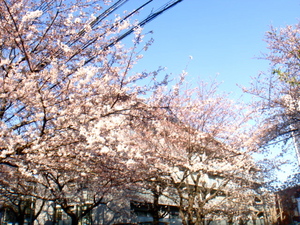 sakura