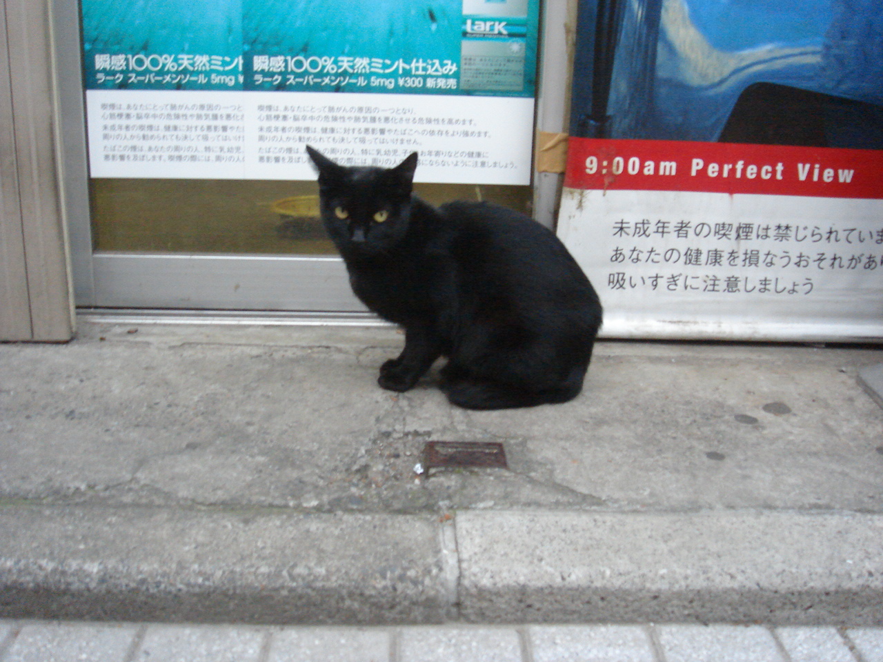 黒猫の8割がクロという名前 Monoblog