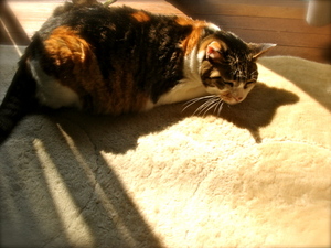 nekointhesun