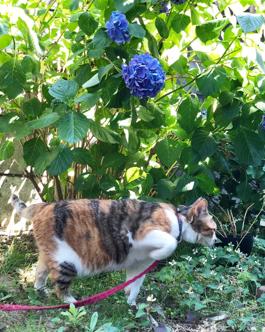 猫騒動 8thシーズン ３ 降っても晴れても紫陽花の庭 Monoblog