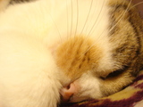 pochi070202
