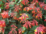 花7