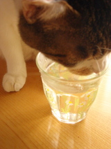 drinkpochi