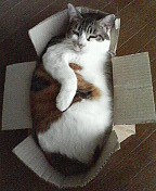 collapse