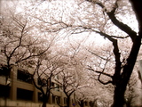 sakura