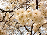 spring3
