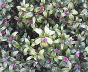 rainflower