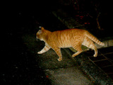 nightpat1