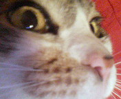 eyelight2