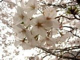 sakura_up