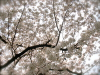 cherry2009_2