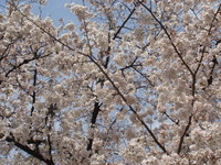 cherry2009_1