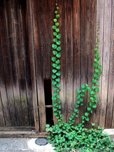 ivyheart