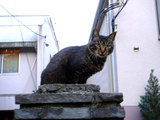 parkingcat1