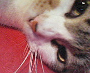 neteruneko