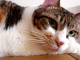 pochi070527