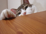 pochi070521