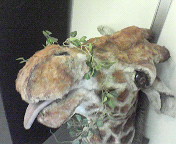 giraff