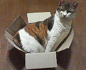 pochi0812