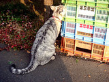 cat2
