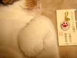 pochi_omamori