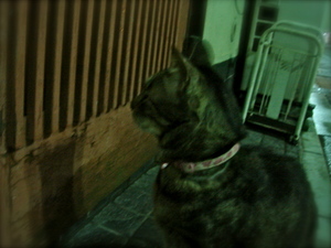 cat_on_the_street