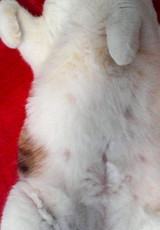 kenami