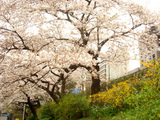 sakura_ichigaya