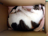ハコ猫