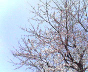 sakura2006