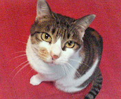 nyanko
