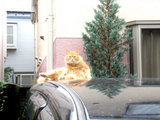 駐車場猫