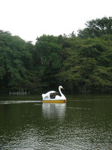 swan