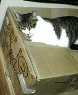 boxcat2