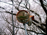 spring9