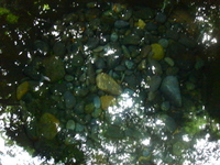 minamo
