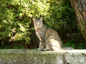 猫