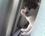 pochi0320