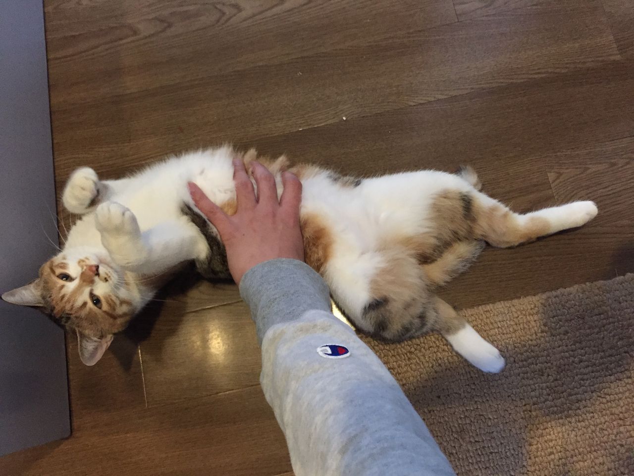 ロードシス 猫