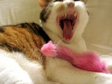 pochiyawn2
