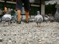 hato