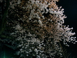 night sakura