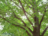 komorebi