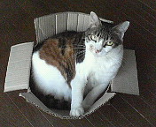 pochi0804