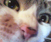 pochup