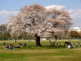 spring1