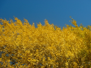 ginkgyo